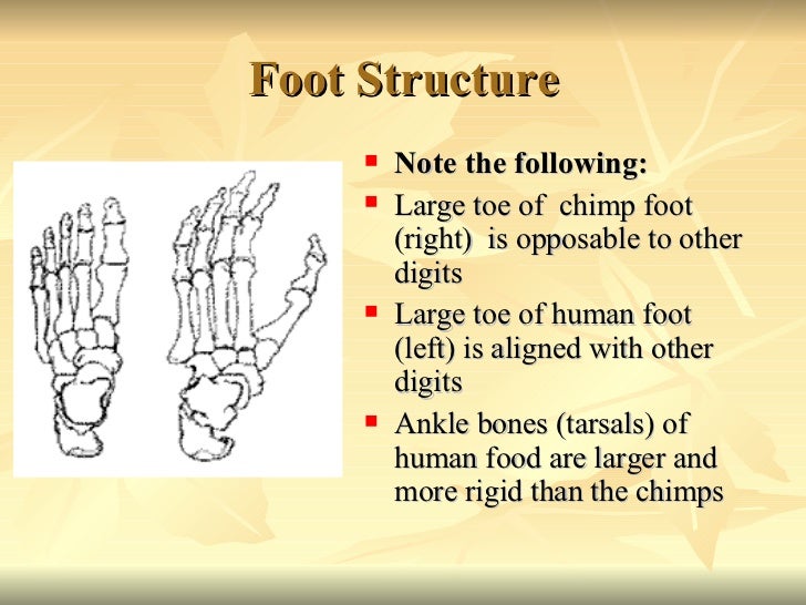 Comparative Primate Anatomy diagram of heel structure 