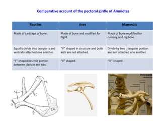 Comparative account of axial and appendicular skeleton of amniots | PPTX