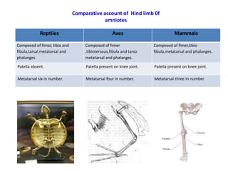 Comparative account of axial and appendicular skeleton of amniots | PPTX