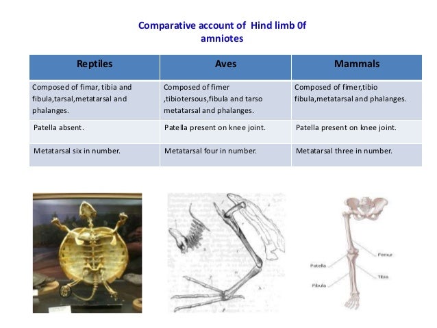 Comparative Account Of Axial And Appendicular Skeleton Of