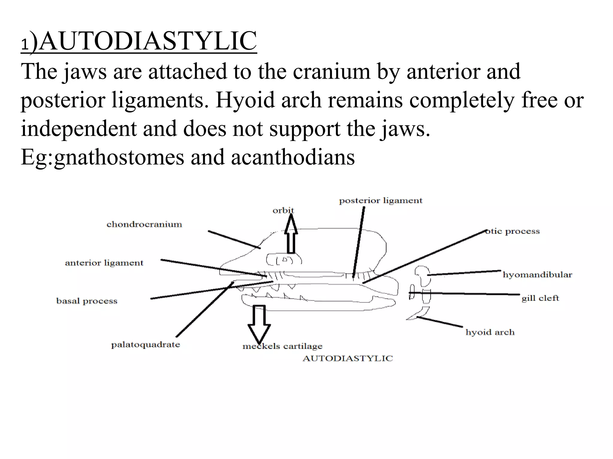 1)AUTODIASTYLIC

The jaws are attached to the cranium by anterior and
posterior ligaments. Hyoid arch remains completely free or
independent and does not support the jaws.
Eg:gnathostomes and acanthodians

 