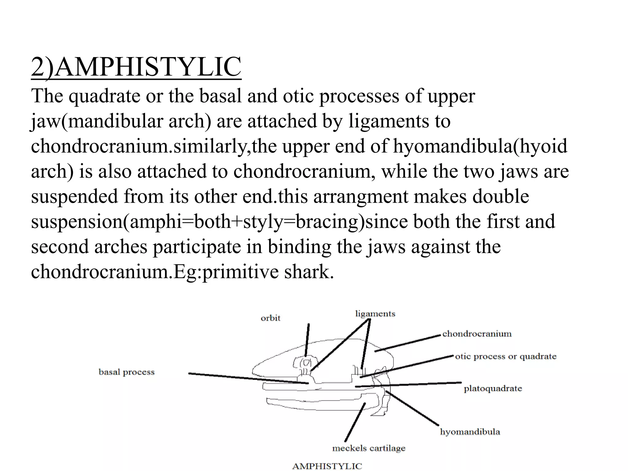 2)AMPHISTYLIC
The quadrate or the basal and otic processes of upper
jaw(mandibular arch) are attached by ligaments to
chondrocranium.similarly,the upper end of hyomandibula(hyoid
arch) is also attached to chondrocranium, while the two jaws are
suspended from its other end.this arrangment makes double
suspension(amphi=both+styly=bracing)since both the first and
second arches participate in binding the jaws against the
chondrocranium.Eg:primitive shark.

 