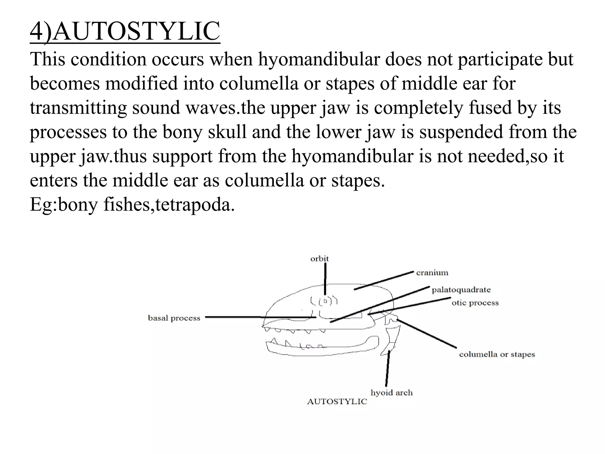 4)AUTOSTYLIC
This condition occurs when hyomandibular does not participate but
becomes modified into columella or stapes of middle ear for
transmitting sound waves.the upper jaw is completely fused by its
processes to the bony skull and the lower jaw is suspended from the
upper jaw.thus support from the hyomandibular is not needed,so it
enters the middle ear as columella or stapes.
Eg:bony fishes,tetrapoda.

 