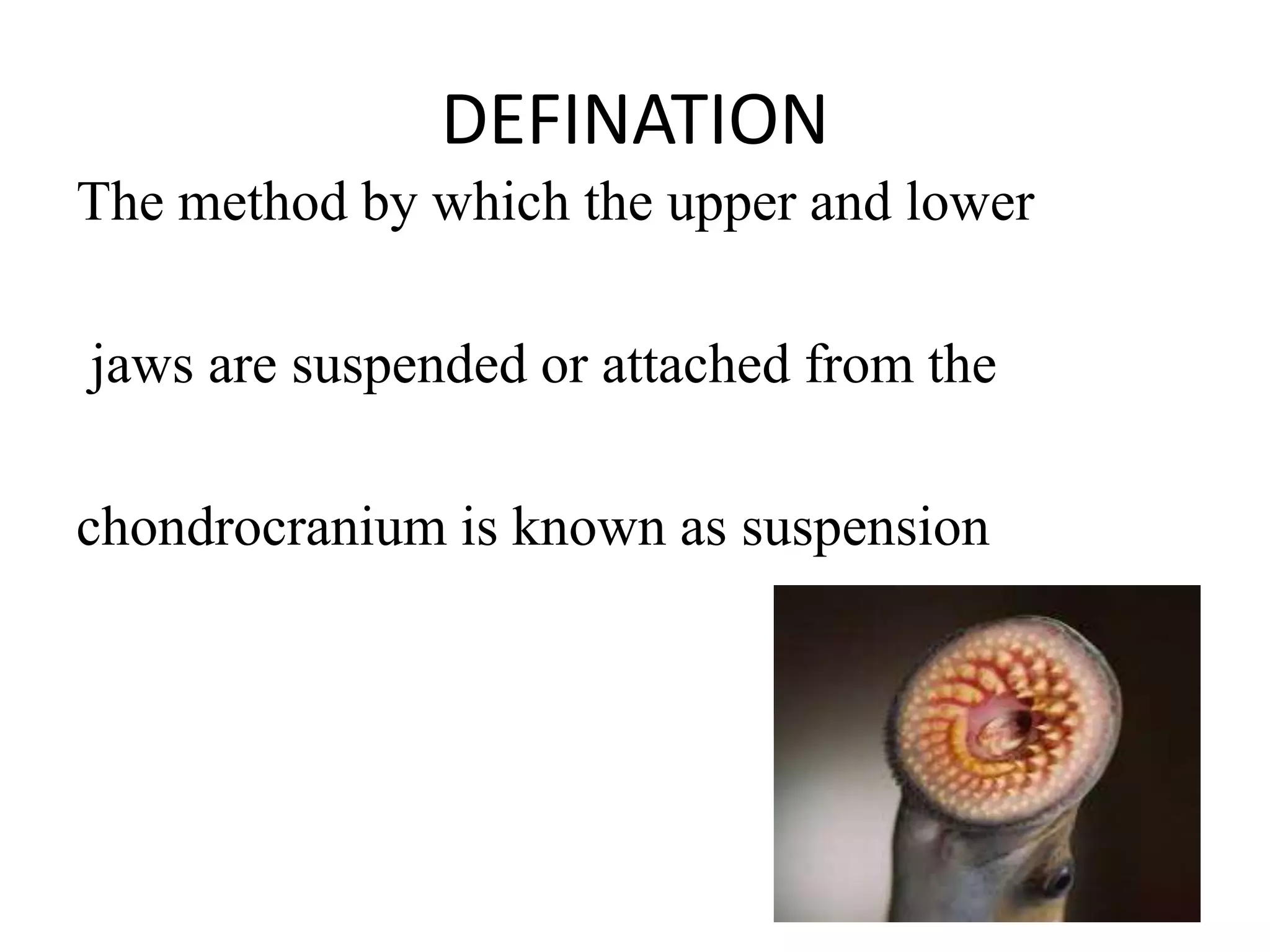 DEFINATION
The method by which the upper and lower
jaws are suspended or attached from the
chondrocranium is known as suspension

 