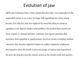 Evolution of jaw
The prevertebrates had a ciliary pump therefore they were depended on the
suspended matter in sea water .In larger fish (agnathan) the ciliary pump

became less effective and was replaced by muscular pharynx pump.as
agnathans were deposit feeders,mud grobbers that pushed their mouth into
loose organic or siltmud and drew sediment rich organic particles.then
transition from agnathan to gnathostomes involved switch in feeding method
.therefore they became raptorial feeders.so sudden expansion of pharynx
developed to close the mouth to prevent escape of capture and ingestion.so
the jaws develop powered by muscle action.so the mouth could shut quickly

 