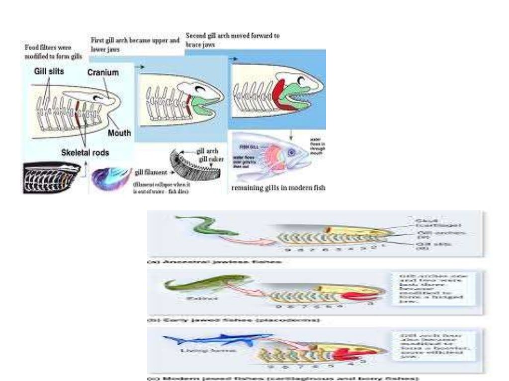 Comparative account of jaw suspension