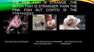 THE PINK FISH IS STRANGE ,THE
WITCH FISH IS STRANGER THAN THE
PINK FISH BUT COPITO IS THE
STRANGEST
THE PINK FISH IS STRAN...