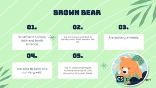 Is native to Europe,
Asia and North
America.
01.
Bro n bear
02.
are omnivorous and feed on
berries, plant, small mamals, ﬁsh,
etc.
03.
Are solitary animals.
04.
Are able to swim and
run very well.
05.
live in close proximity to
humans because of their
attraction to human foods.
 