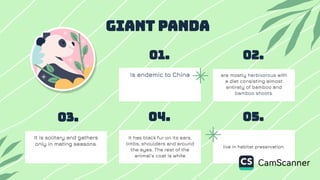 Is endemic to China
01.
Giant Panda
02.
are mostly herbivorous with
a diet consisting almost
entirely of bamboo and
bamboo shoots.
03.
It is solitary and gathers
only in mating seasons.
04.
It has black fur on its ears,
limbs, shoulders and around
the eyes. The rest of the
animal's coat is white
05.
live in habitat preservation.
 