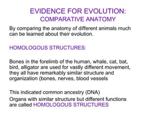 EVIDENCE FOR EVOLUTION:   COMPARATIVE ANATOMY By comparing the anatomy of different animals much can be learned about their evolution. HOMOLOGOUS STRUCTURES: Bones in the forelimb of the human, whale, cat, bat, bird, alligator are used for vastly different movement, they all have remarkably similar structure and organization (bones, nerves, blood vessels This indicated common ancestry (DNA) Organs with similar structure but different functions are called  HOMOLOGOUS STRUCTURES 