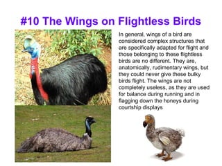 #10 The Wings on Flightless Birds In general, wings of a bird are considered complex structures that are specifically adapted for flight and those belonging to these flightless birds are no different. They are, anatomically, rudimentary wings, but they could never give these bulky birds flight. The wings are not completely useless, as they are used for balance during running and in flagging down the honeys during courtship displays 
