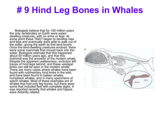 # 9 Hind Leg Bones in Whales Biologists believe that for 100 million years the only vertebrates on Earth were water-dwelling creatures, with no arms or legs. At some point these ?fish? began to develop hips and legs and eventually were able to walk out of the water, giving the earth its first land lovers. Once the land-dwelling creatures evolved, there were some mammals that moved back into the water. Biologists estimate that this happened about 50 million years ago, and that this mammal was the ancestor of the modern whale. Despite the apparent uselessness, evolution left traces of hind legs behind, and these vestigial limbs can still be seen in the modern whale. There are many cases where whales have been found with rudimentary hind limbs in the wild, and have been found in baleen whales, humpback whales, and in many specimens of sperm whales. Most of these examples are of whales that had only leg bones, but there were some that included feet with complete digits. It was reported recently that whales and hippos were distantly related. 