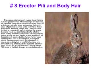 # 8 Erector Pili and Body Hair The erector pili are smooth muscle fibers that give humans’ goose bumps. If the erector pili are activated, the hairs that come out of the nearby follicles stand up and give an animal a larger appearance that might scare off potential enemies and a coat that is thicker and warmer. Humans, though, don’t have thick furs like their ancestors did, and our strategy for several thousand years has been to take the fur off other warm looking animals to stay warm. It,s ironic actually that an animal, sensing danger is near, would puff up its coat to look scarier, but the human hunter would see the puffier coat as a warm prize, leaving the thinner haired weaker looking animals alone. Of course, some body hair is helpful to humans; eye brows can keep sweat out of the eyes and facial hair might influence a woman’s choice of sexual partner. All the rest of that hair, though, is essentially useless.  