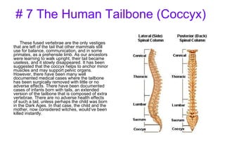 # 7 The Human Tailbone (Coccyx)  These fused vertebrae are the only vestiges that are left of the tail that other mammals still use for balance, communication, and in some primates, as a prehensile limb. As our ancestors were learning to walk upright, their tail became useless, and it slowly disappeared. It has been suggested that the coccyx helps to anchor minor muscles and may support pelvic organs. However, there have been many well documented medical cases where the tailbone has been surgically removed with little or no adverse effects. There have been documented cases of infants born with tails, an extended version of the tailbone that is composed of extra vertebrae. There are no adverse health effects of such a tail, unless perhaps the child was born in the Dark Ages. In that case, the child and the mother, now considered witches, would’ve been killed instantly. 