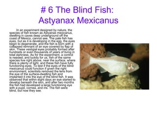 # 6 The Blind Fish:  Astyanax Mexicanus In an experiment designed by nature, the species of fish known as Astyanax mexicanus, dwelling in caves deep underground off the coast of Mexico, cannot see. The pale fish has eyes, but as it is developing in the egg, the eyes begin to degenerate, and the fish is born with a collapsed remnant of an eye covered by flap of skin. These vestigial eyes probably formed after hundreds or even thousands of years of living in total darkness. As for the experiment, a control is needed; and luckily for us, fish of the same species live right above, near the surface, where there is plenty of light, and these fish have fully functioning eyes. To test if the eyes of the blind mexicanus could function if given the right environment, scientists removed the lens from the eye of the surface-dwelling fish and implanted it into the eye of the blind fish. It was observed that within eight days an eye started to develop beneath the skin, and after two months the fish had developed a large functioning eye with a pupil, cornea, and iris. The fish were blind, but now they see. 