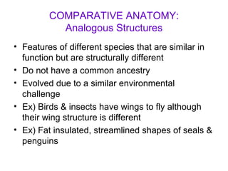 COMPARATIVE ANATOMY: Analogous Structures Features of different species that are similar in function but are structurally different Do not have a common ancestry Evolved due to a similar environmental challenge Ex) Birds & insects have wings to fly although their wing structure is different Ex) Fat insulated, streamlined shapes of seals & penguins 