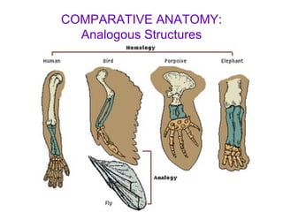 COMPARATIVE ANATOMY: Analogous Structures 
