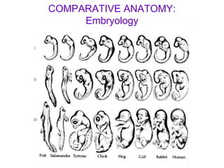 COMPARATIVE ANATOMY: Embryology 