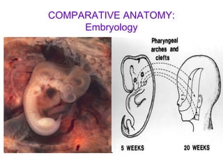 COMPARATIVE ANATOMY: Embryology 