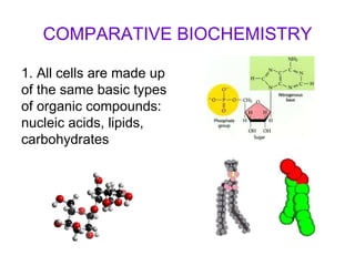 COMPARATIVE BIOCHEMISTRY 1. All cells are made up of the same basic types of organic compounds: nucleic acids, lipids, carbohydrates 