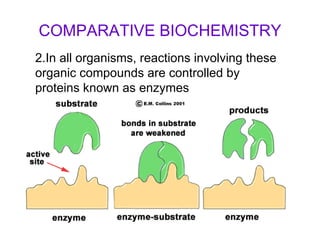 COMPARATIVE BIOCHEMISTRY 2.In all organisms, reactions involving these organic compounds are controlled by proteins known as enzymes 