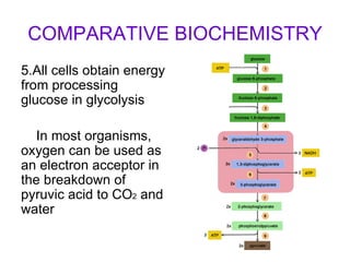 COMPARATIVE BIOCHEMISTRY 5.All cells obtain energy from processing glucose in glycolysis In most organisms, oxygen can be used as an electron acceptor in the breakdown of pyruvic acid to CO 2  and water 