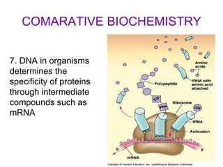 COMARATIVE BIOCHEMISTRY 7. DNA in organisms determines the specificity of proteins through intermediate compounds such as mRNA 