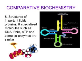 COMPARATIVE BIOCHEMISTRY 8. Structures of important lipids, proteins, & specialized molecules such as DNA, RNA, ATP and some co-enzymes are similar 