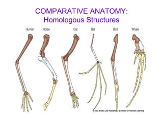 COMPARATIVE ANATOMY: Homologous Structures 