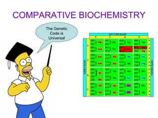 COMPARATIVE BIOCHEMISTRY The Genetic Code is Universal 
