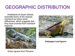 GEOGRAPHIC DISTRIBUTION Inhabitants of ocean islands resemble forms of the nearest mainland but show some differences, which suggests that they have evolved from mainland migrants Green Iguana from Panama Galapagos Land Iguana 