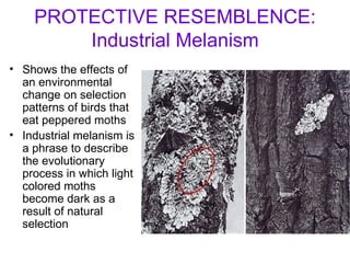 PROTECTIVE RESEMBLENCE: Industrial Melanism Shows the effects of an environmental change on selection patterns of birds that eat peppered moths Industrial melanism is a phrase to describe the evolutionary process in which light colored moths become dark as a result of natural selection 