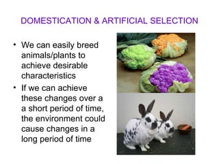 DOMESTICATION & ARTIFICIAL SELECTION We can easily breed animals/plants to achieve desirable characteristics If we can achieve these changes over a a short period of time, the environment could cause changes in a long period of time 