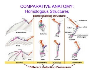 COMPARATIVE ANATOMY: Homologous Structures 