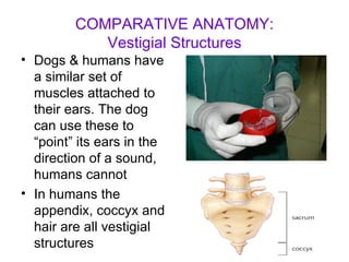 COMPARATIVE ANATOMY: Vestigial Structures Dogs & humans have a similar set of muscles attached to their ears. The dog can use these to “point” its ears in the direction of a sound, humans cannot In humans the appendix, coccyx and hair are all vestigial structures 