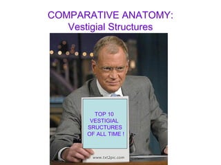 COMPARATIVE ANATOMY: Vestigial Structures TOP 10  VESTIGIAL  SRUCTURES OF ALL TIME   ! 