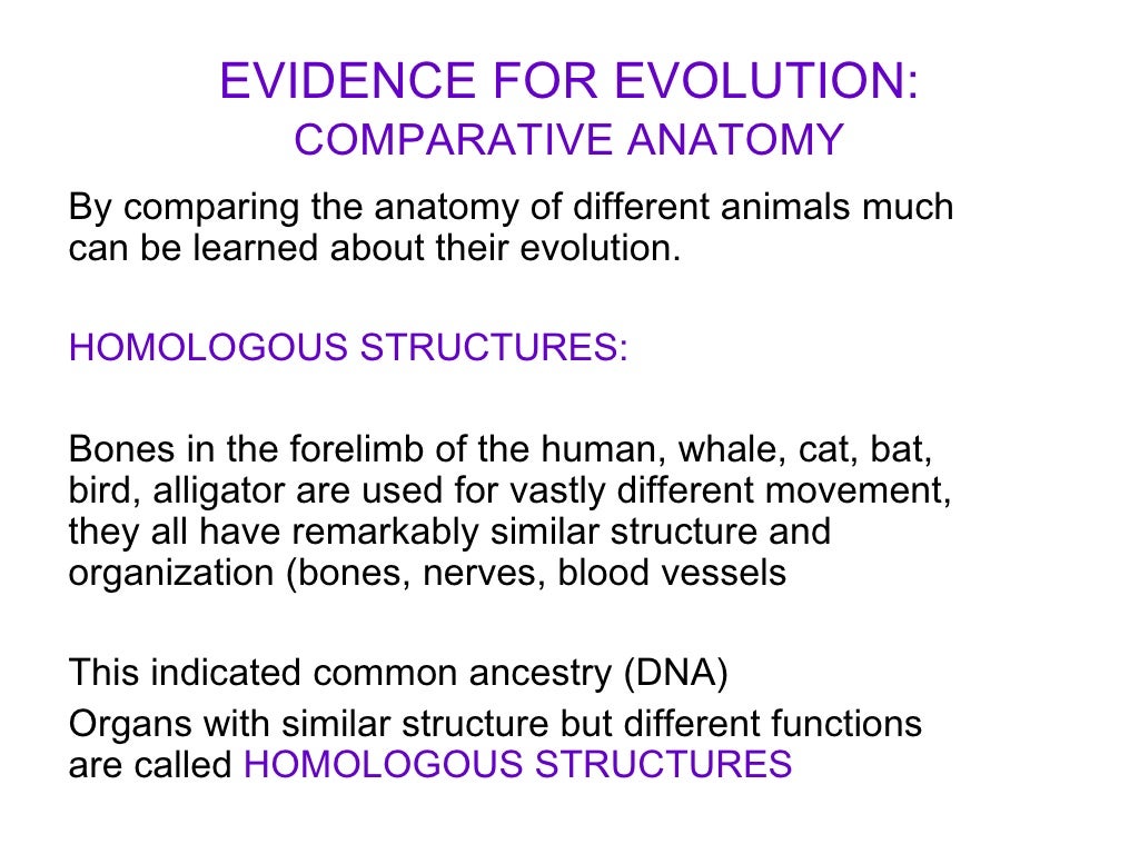 Comparative Anatomy