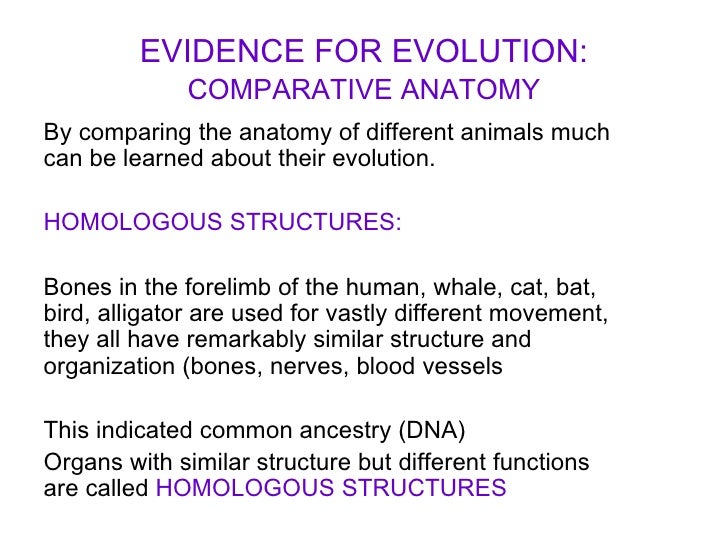 How do homologous structures support evolution?