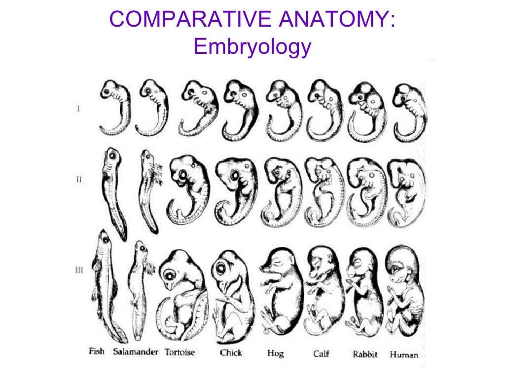 Comparative Anatomy