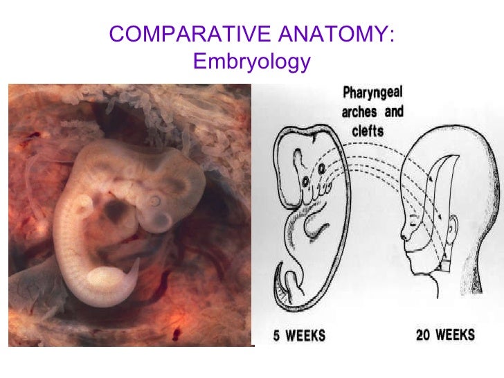 Comparative Anatomy