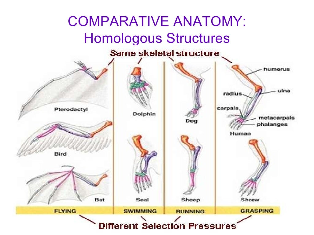 Comparative Anatomy