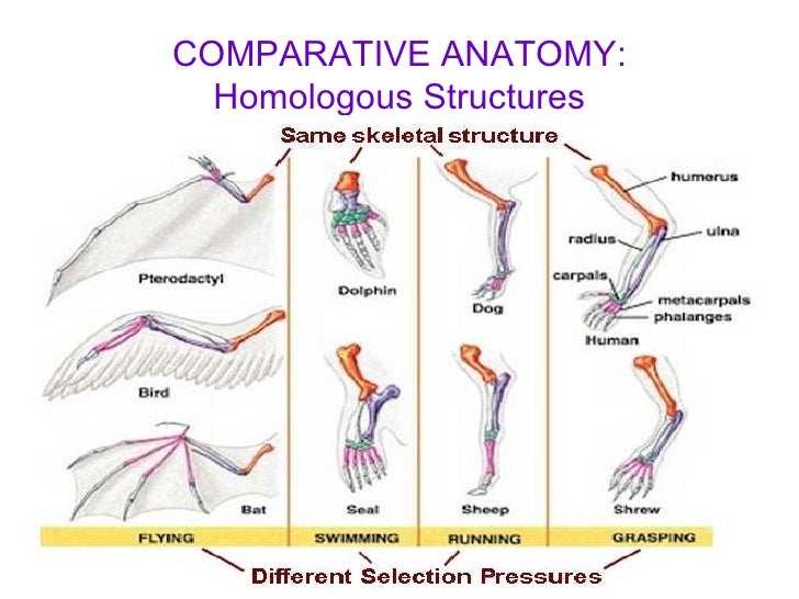 Comparative Anatomy Worksheet. Worksheets. Ratchasima ...