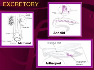 EXCRETORY
Mammal
Annelid
Arthropod
 