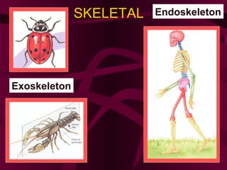SKELETAL Endoskeleton
Exoskeleton
 