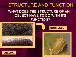 STRUCTURE AND FUNCTION
WHAT DOES THE STRUCTURE OF AN
OBJECT HAVE TO DO WITH ITS
FUNCTION?
VELCRO
COCKLEBUR
 
