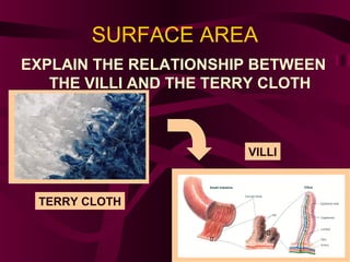 SURFACE AREA
EXPLAIN THE RELATIONSHIP BETWEEN
THE VILLI AND THE TERRY CLOTH
VILLI
TERRY CLOTH
 