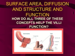 SURFACE AREA, DIFFUSION
AND STRUCTURE AND
FUNCTION
HOW DO ALL THREE OF THESE
CONCEPTS HELP THE VILLI
FUNCTION?
 