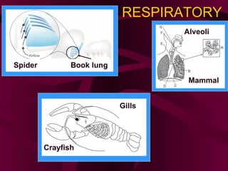 RESPIRATORY
Gills
Crayfish
Spider Book lung
Alveoli
Mammal
 