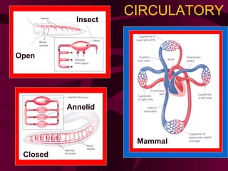 CIRCULATORY
Mammal
Insect
Open
Annelid
Closed
 