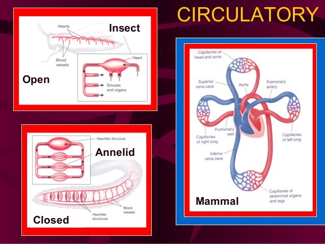 Comparative anatomy